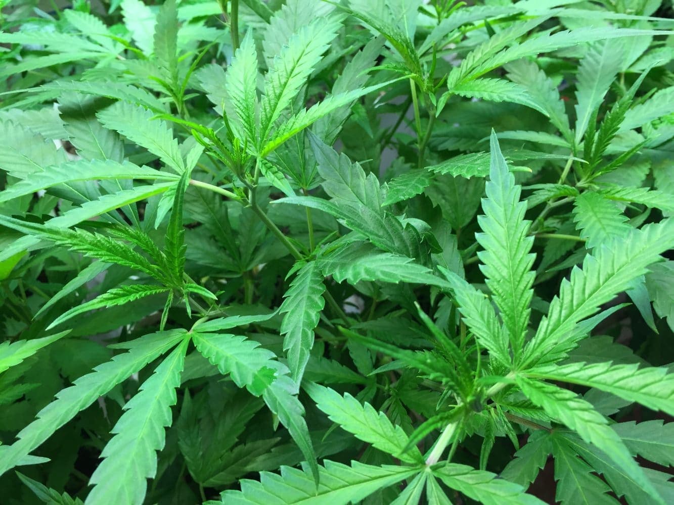 Will legalized marijuana in Massachusetts inspire Rhode Island to follow suit?