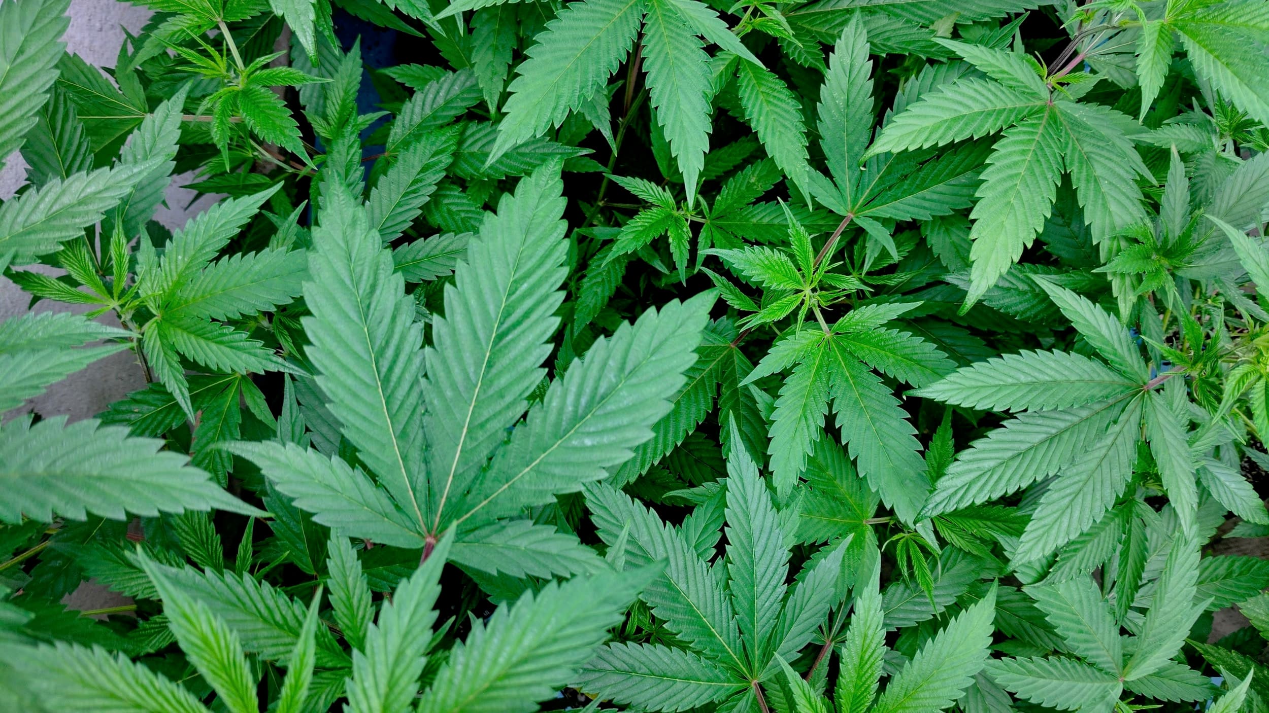 Marijuana cultivators in RI facing extinction under proposed legislation