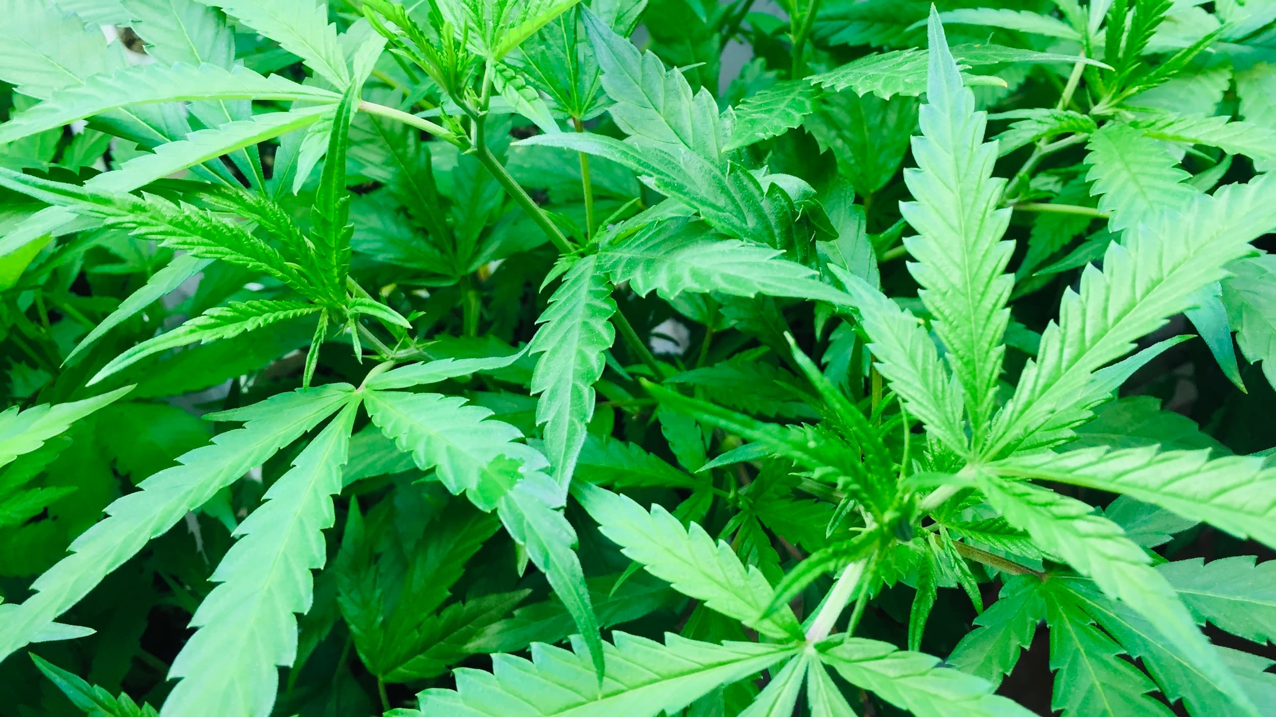 Senate introduces cannabis legalization bill - Does it do enough for victims of the failed War on Drugs?