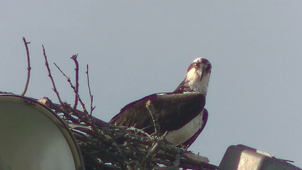 Urban Osprey are Building a Nest
