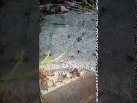 Hundreds of Thousands of Termites Disturbed by Construction