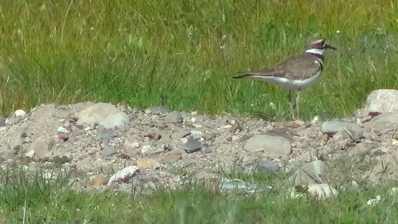 Vulture then Killdeer