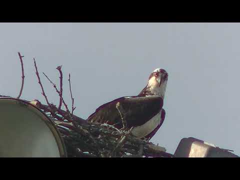 Urban Osprey are Building a Nest