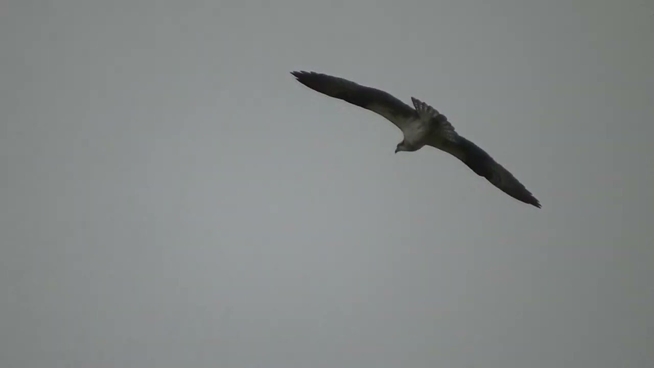 Osprey Flight