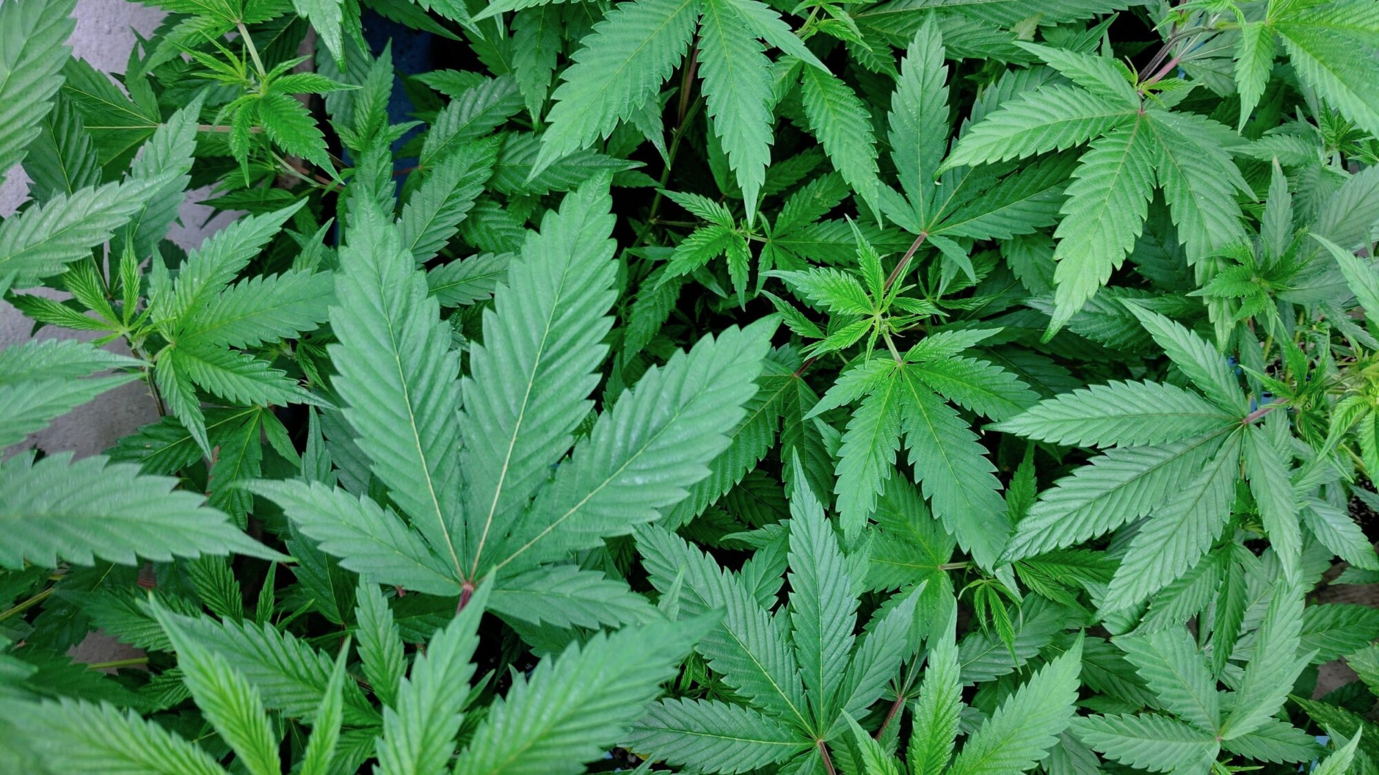 Dylan Conley: It’s time to legalize cannabis