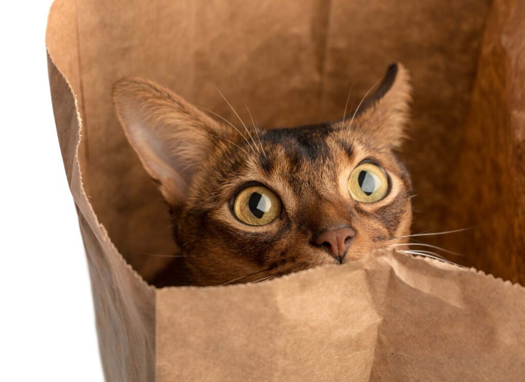 Can We Fix It: Letting the Cat Out of the Baginski