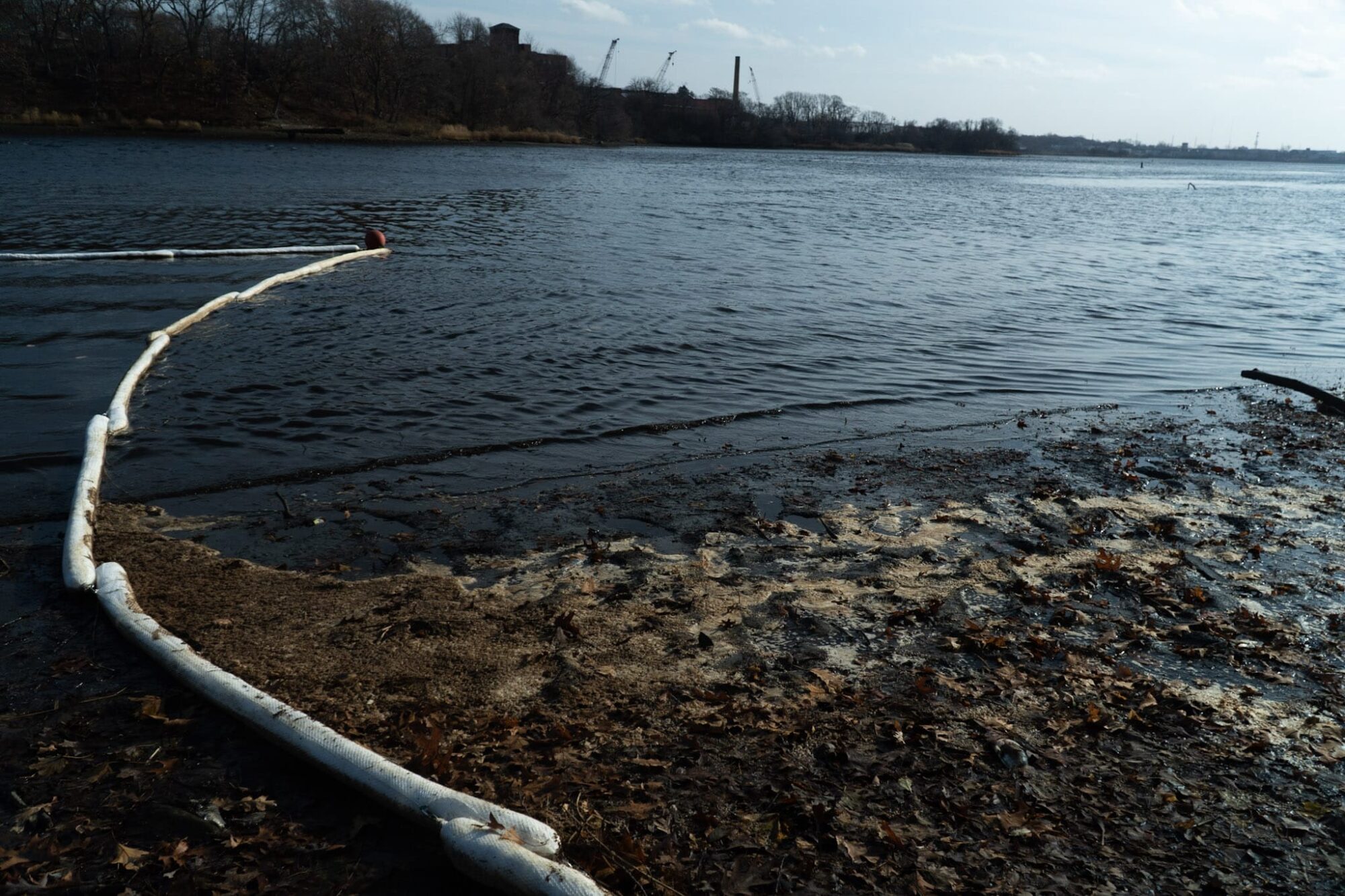 Rhode Island News: Photographer Alex Hornstein laments the wildlife lost to National Grid’s oil spillage