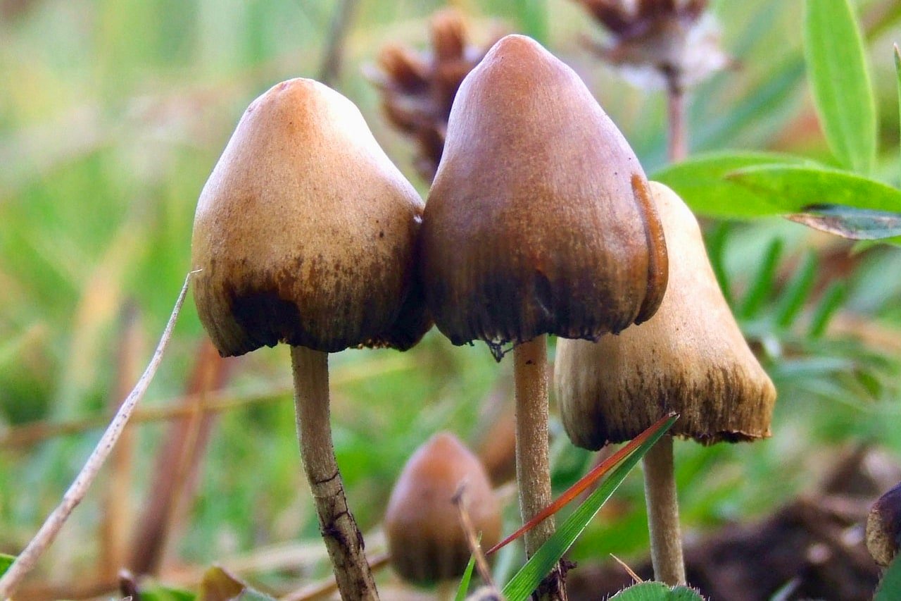 Rhode Island News: Representative Potter/Senator Kallman introduce bill to decriminalize magic mushrooms