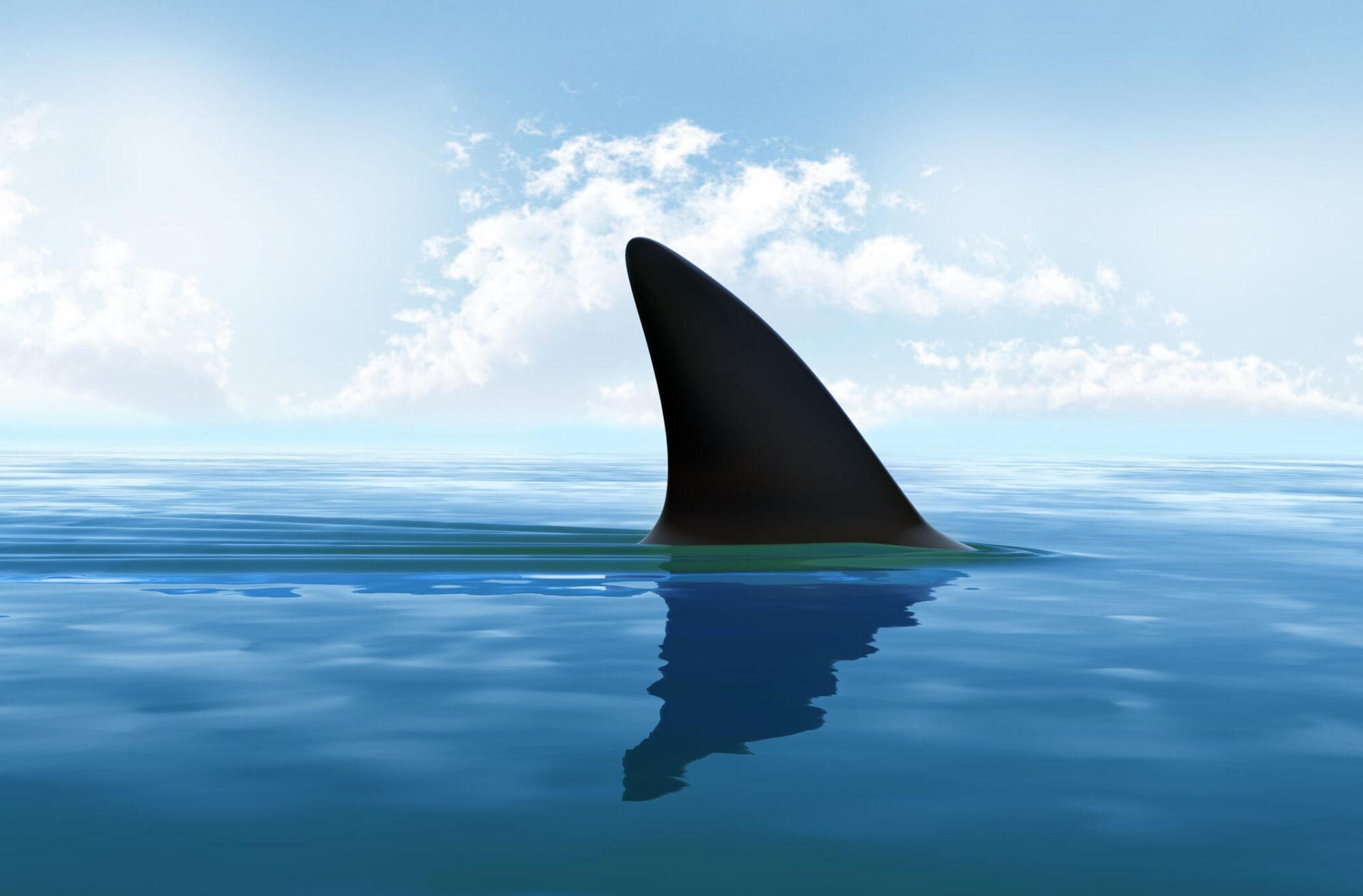 Rhode Island News: New Atlantic Shark Institute License Plates Set to Make Waves on the Road