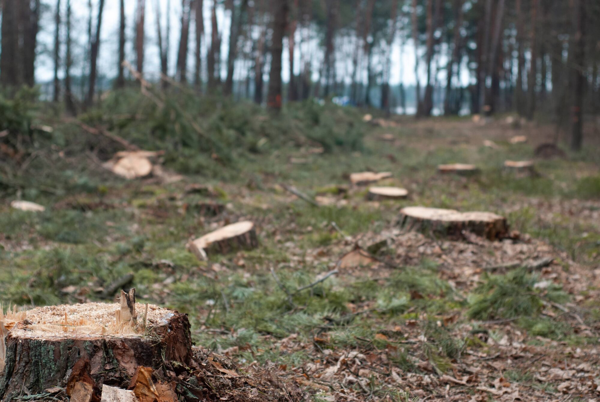 Rhode Island’s Forests at Risk: When Conservation Laws Are Ignored