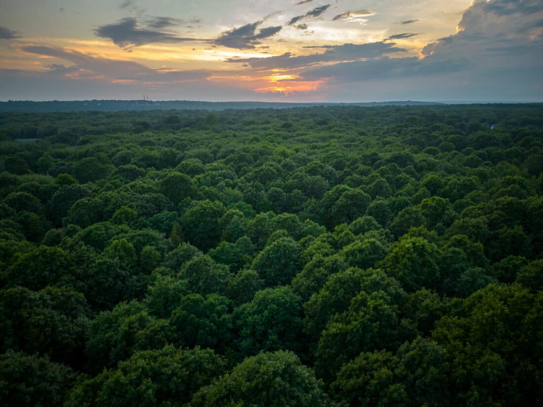 Aerial view of forest at sunset